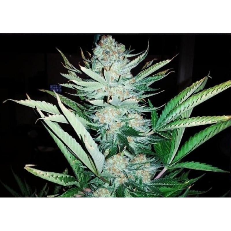 New York Diesel Exclusive LLG