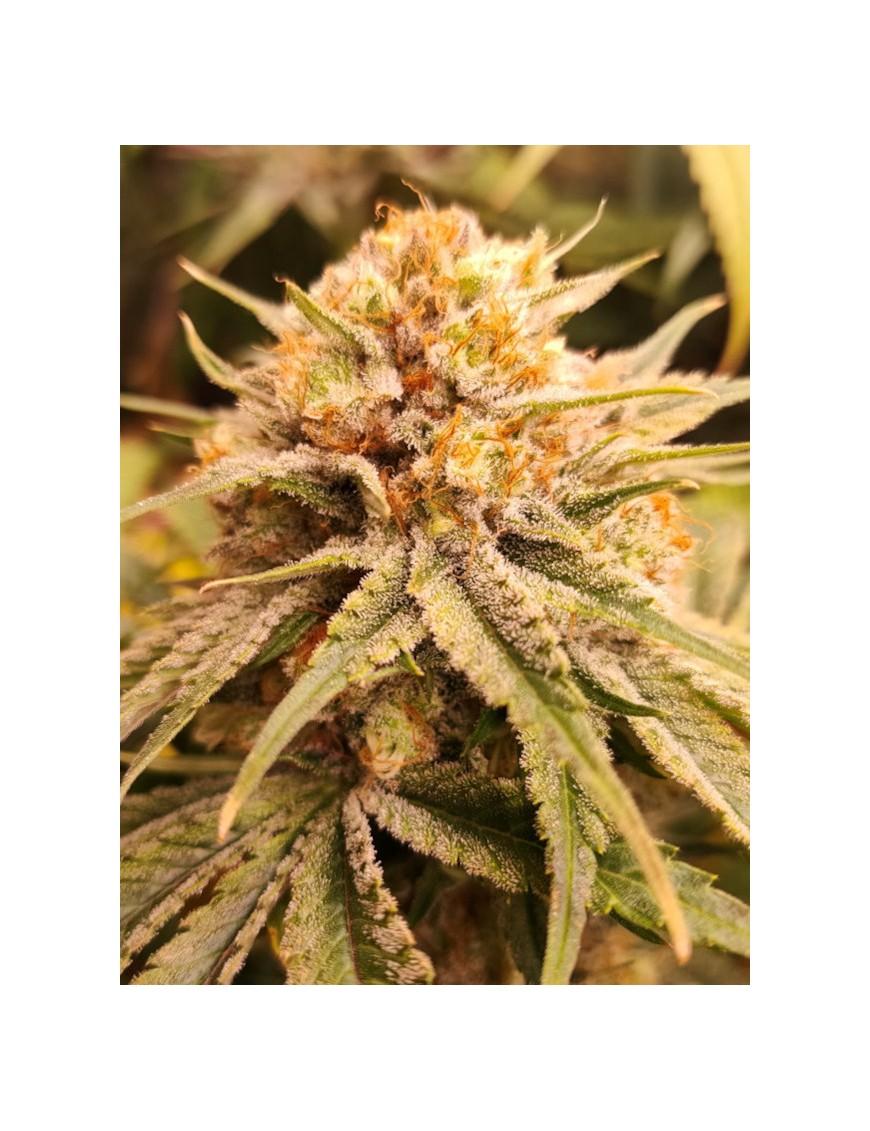 L.A. Kush Cake9 x Zklitez Cake LLG