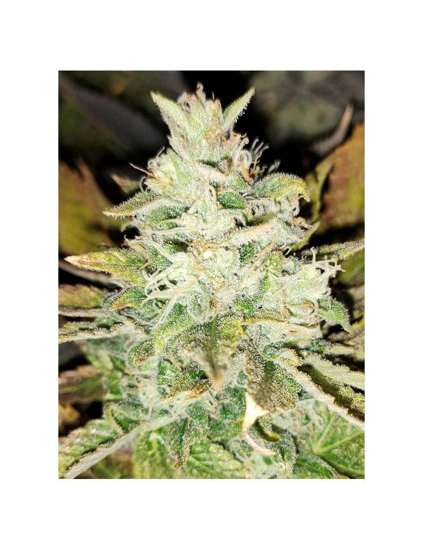 Mandarin Dreams Selection LLG