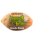 Llamas Grow Genetics Seeds Bank Feminizadas