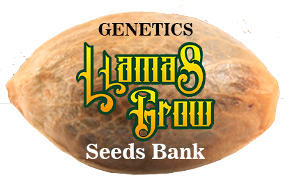 Llamas Grow Genetics Seeds Bank